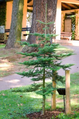 Abies veitchii - jedle veitchova - celek